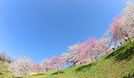 さくらの山