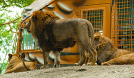 九州自然動物公園アフリカンサファリ