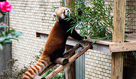 鹿児島市平川動物公園