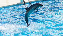 マリンワールド海の中道