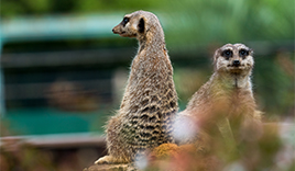 宮崎市フェニックス自然動物園