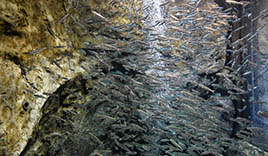 サケのふるさと 千歳水族館