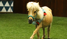 ノーザンホースパーク