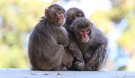 高崎山自然動物園