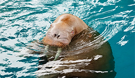 大分マリーンパレス水族館 うみたまご