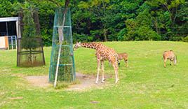 豊橋総合動植物公園(のんほいパーク)